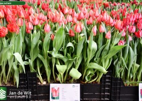 Tulipa Jochem ® (1)